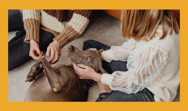 Couple playing with their dog 
